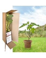 arbre de naissance, selon horoscope celtique
