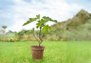 Baum für die Taufe des Babys